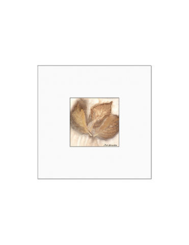 Quadro arte botânica BYJG172 Quadro arte botânica BYJG172