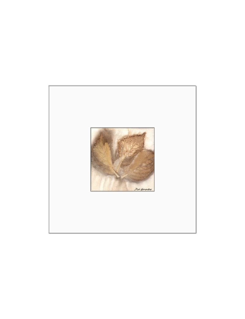 Quadro arte botânica BYJG172