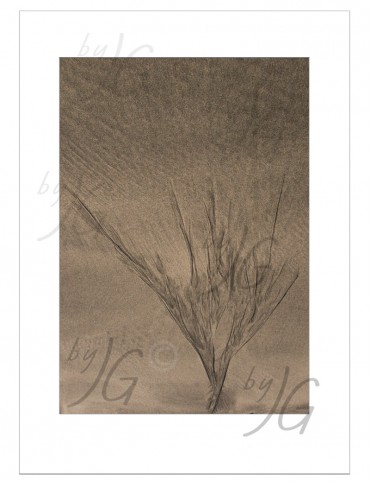Quadro decorativo Árvore na Praia BYJG202 Quadro decorativo Árvore na Praia BYJG202